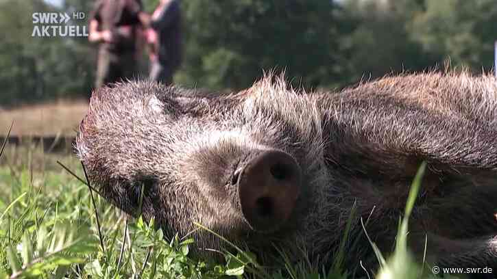 Afrikanische Schweinepest auf Bauernhof bei Emmendingen - SWR Aktuell