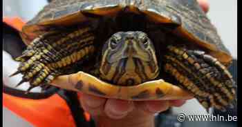 Politie zoekt eigenaar van schildpad | Aarschot | hln.be - Het Laatste Nieuws