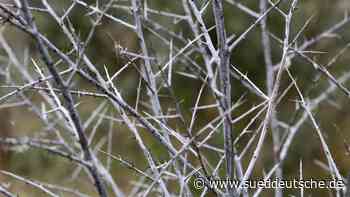 Agrar - Schwerin - Strauchbeeren-Erträge abgestürzt - Wirtschaft - Süddeutsche Zeitung - SZ.de