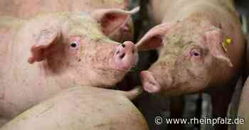 Schweinepest-Ausbruch bei Hausschweinen - Wirtschaft - DIE RHEINPFALZ - Rheinpfalz.de