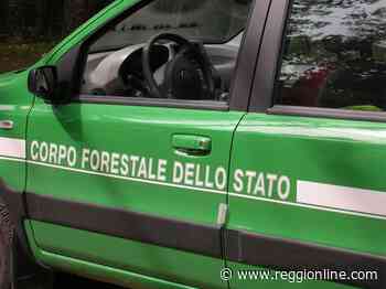 Guastalla: pota verde pubblico senza autorizzazione, denunciato Reggionline -Telereggio – Ultime notizie Reggio Emilia | - Reggionline