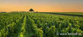 Falstaff-Tipps: Leistbares Burgund