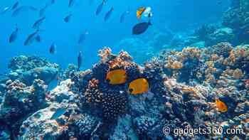 Artificial Intelligence Can Track Health of Corals Reefs by Understanding Complex Soundscape