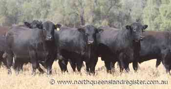 Booragul Angus meets client needs with diverse genetics - North Queensland Register