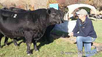 Bull sells for $81,000 at Kincardine Angus on-farm sale - New Zealand Herald