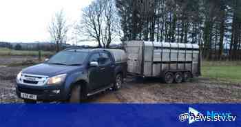 Thief abandons sheepdogs after stealing farmer’s pick-up truck in Coupar Angus - STV News