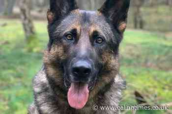 Police dog dies after chasing down moped thieves - Ealing Times