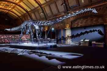 Dippy the Dinosaur returns to the Natural History Museum - Ealing Times