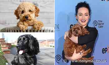 Poor breeding of designer crossbred dogs could lead to unexpected health issues, vets warn