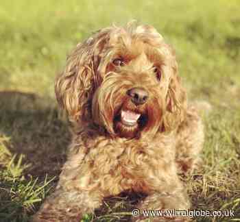 Little Sutton residents raise over £1.2k for cockapoo suffering unknown illness - Wirral Globe