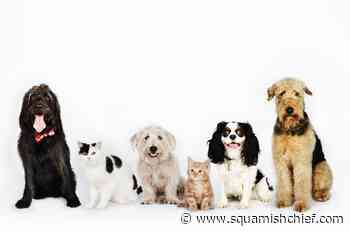 7 trending pet products for cats and dogs - Squamish Chief