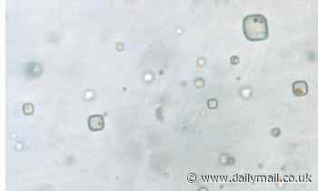 Geologists plan to crack open an 830-million-year-old crystal that might contain ancient life 