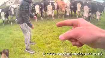 Lancashire: Man detained by dog as herd of cows watch on