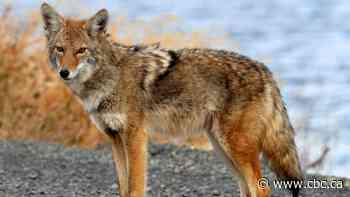 Aggressive coyotes prompt closure of section of Fish Creek Provincial Park in southeast Calgary