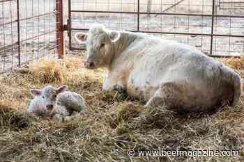 Steps to tighten the calving season