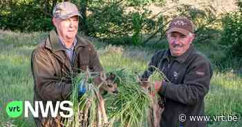 Twaalf pasgeboren hertjes gered van maaimachine in Brakel dankzij drone met warmtecamera - VRT NWS