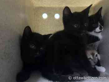 Mother cat, four kittens abandoned outside of Innes Road pet store