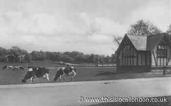 Memories of cows wandering the streets in east London district
