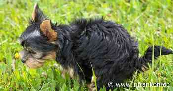 Kronach: Landwirte wegen Hundekot-Funden stocksauer - "hat im Tierfutter nichts zu suchen"