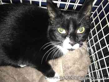 Pregnant cat among five felines dumped in Chorley wheelie bin