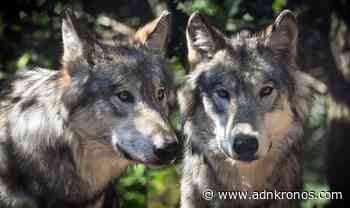 Ispra, il lupo è tornato - Adnkronos