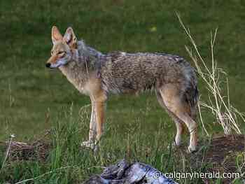 Coyote attack prompts partial closure of Fish Creek Park - Calgary Herald