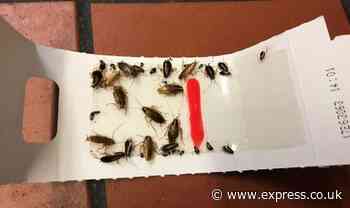 Takeaway blasted after cockroaches found 'throughout shop - including counter' - Express