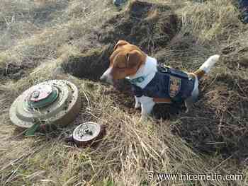 Cannes 2022: Patron, le petit chien démineur devenu héros national en Ukraine récompensé à la Palm Dog