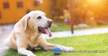 America's love of pets offers opportunity for brick-and-mortar retail - Denver 7 Colorado News