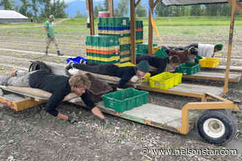 Ripe for the picking: Creston’s iconic asparagus has late start due to cold spring - Nelson Star