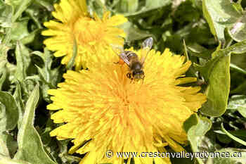 Creston’s Pure Honey celebrates World Bee Day - Creston Valley Advance