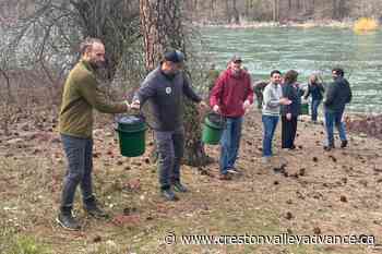Spring salmon sightings on the Columbia River – Creston Valley Advance - Creston Valley Advance