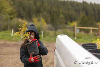 Creston students restore wetlands – Wildsight - Wildsight