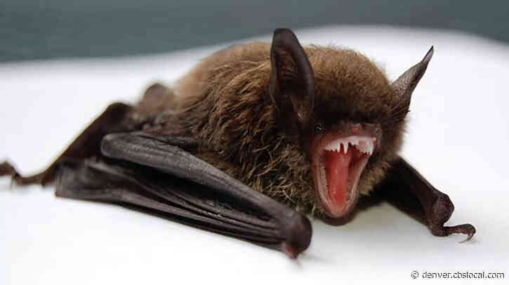 Rabies Found In Bat At Jefferson County Park