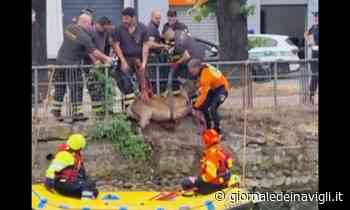 Capriolo cade nel Naviglio: il video del recupero a Corsico - Giornale dei Navigli