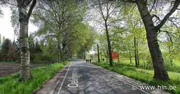 Oelegemsesteenweg week lang afgesloten voor rooiwerken witte abelen - Het Laatste Nieuws