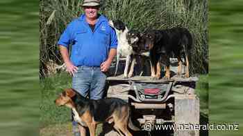 Mackenzie Country farmer's lifelong love of working dogs - New Zealand Herald
