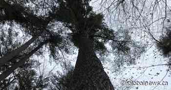 Ontario’s tallest tree survived May 21 derecho storm
