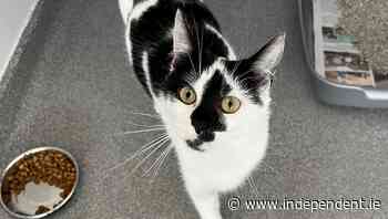 Cat rescued after being dumped and left for dead in the Dublin mountains - Independent.ie