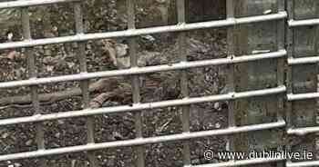 Dublin residents fear child will pick up needle while playing in 'nightmare' rat-infested complex - Dublin Live