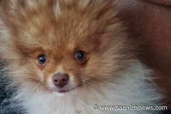 UPDATE: Puppy missing after truck and camper stolen in Langford – Saanich News - Saanich News