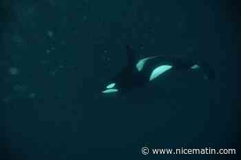 Orque dans la Seine: des stimuli sonores pour guider l'animal vers la mer