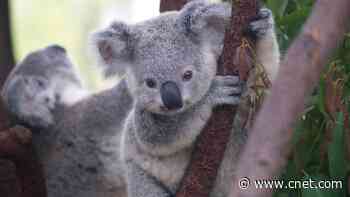A World Without Koalas? Losing the Marsupial Could Make Australian Wildfires Worse     - CNET