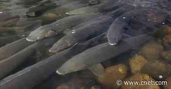 Spawning Sturgeon Fish: The Feel-Good Story You Didn't Know You Needed     - CNET