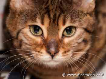 Une soixantaine de chats retrouvés congelés ou enterrés après une expulsion dans la Loire