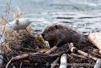 5 Animals Who Are Impressive Architects