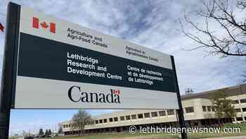 Smart agri-tech projects funded by Alberta Government - Lethbridge News Now