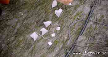 Tea bags used for out of the box science experiment in Nelson - 1News