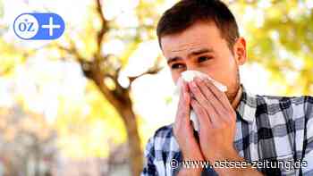 OZ-Kolumne aus Stralsund: Regen zeigt, wie viele Pollen fliegen - Ostsee Zeitung