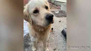 Saskatchewan man's conflict with dog rescue brings calls for regulations